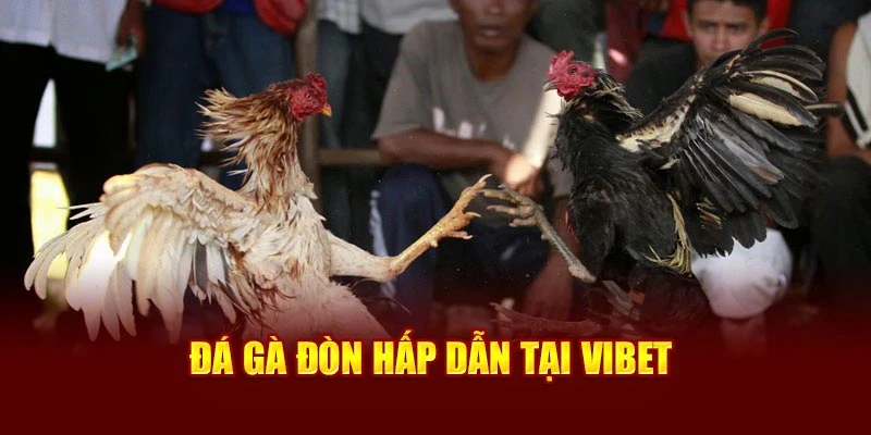 Đá gà đòn hấp dẫn tại Vibet