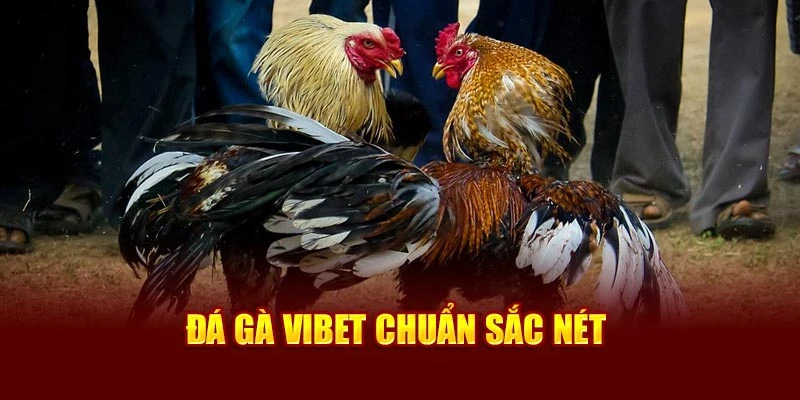 Đá gà Vibet chuẩn sắc nét