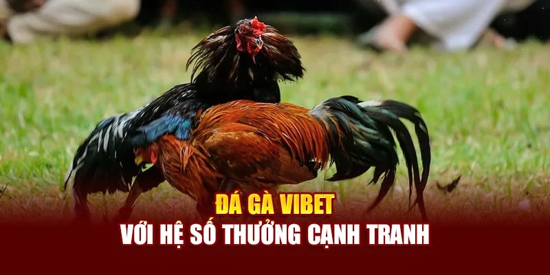 Đá gà Vibet với hệ số thưởng cạnh tranh