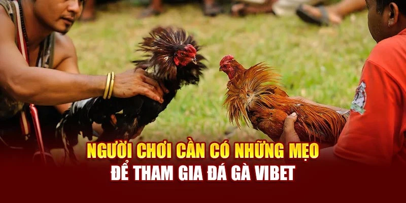 Người chơi cần có những mẹo để tham gia đá gà Vibet