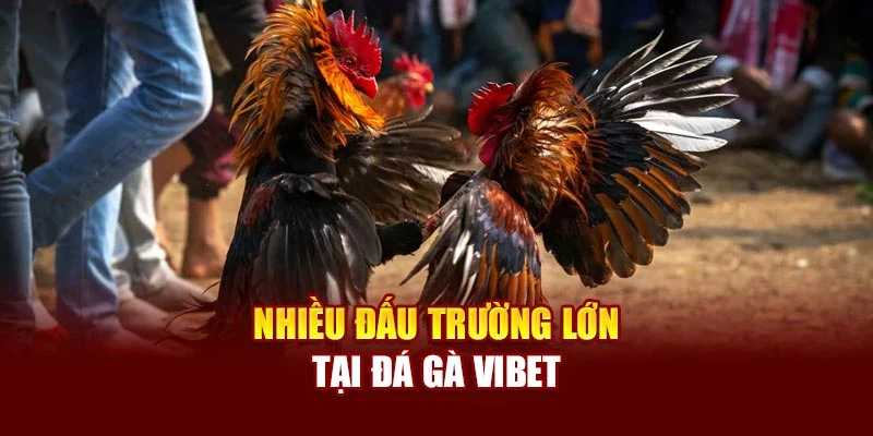 Nhiều đấu trường lớn tại đá gà Vibet