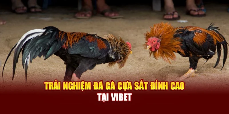 Trải nghiệm đá gà cựa sắt đỉnh cao tại Vibet